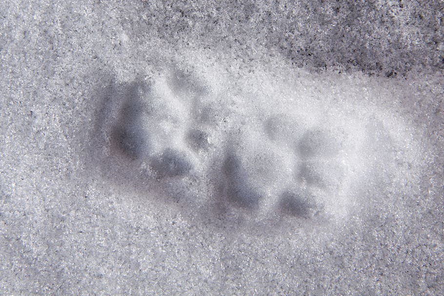 Animal Track, Reprint, Paw, Cat, Snow, cold temperature, winter, HD wallpaper