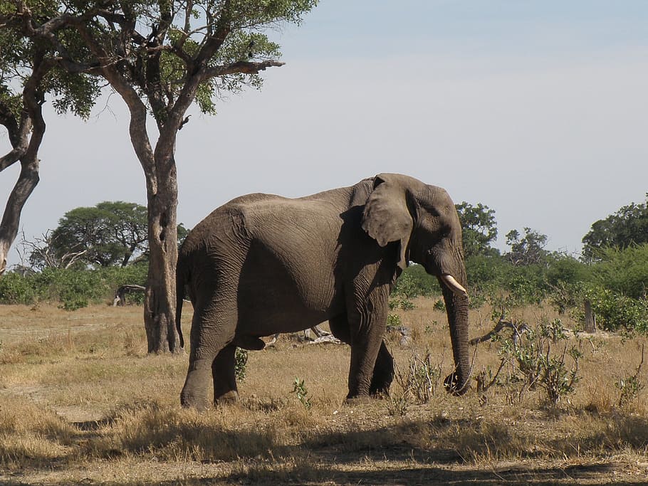elephant standing on grass field near tree, Wild, Wildlife, Animal, HD wallpaper