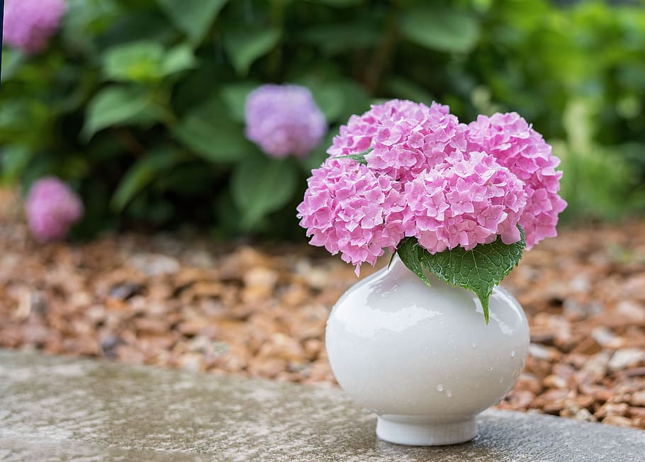pink flowers on white ceramic vase, hydrangea, rain, spring HD wallpaper