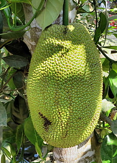 Thailand, Jackfruit, jacques, tropical, fruit of the poor, cauliflorous HD wallpaper