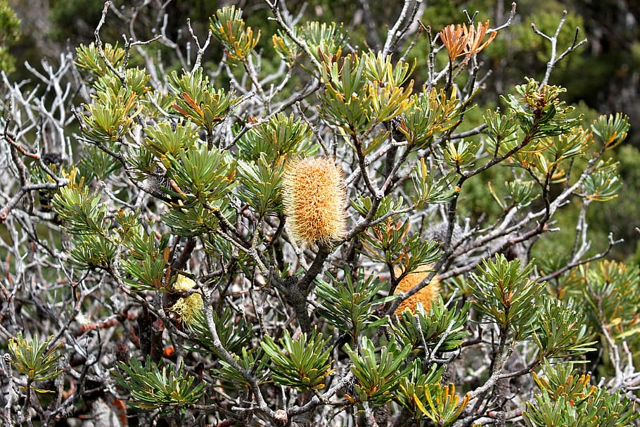 Bottlebrush, Tree, Bush, Flower, Yellow, tasmania, cradle mountain, HD wallpaper