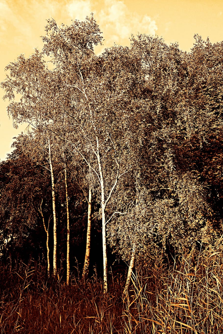 birch, tree, birch tree, woods, nature, landscape, scenic, plant HD wallpaper