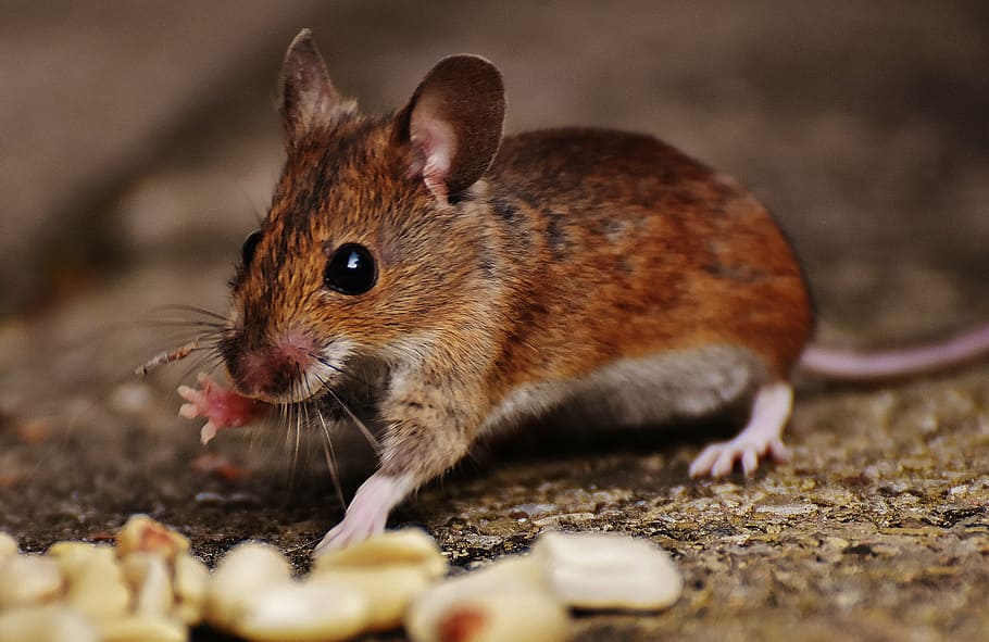 mouse, rodent, cute, mammal, nager, nature, animal, wood mouse, HD wallpaper