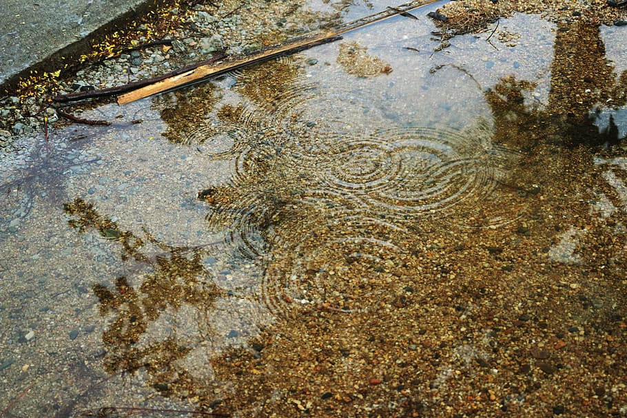 Ripple, Pool, Reflection, Sediment, danger, one animal, no people HD wallpaper