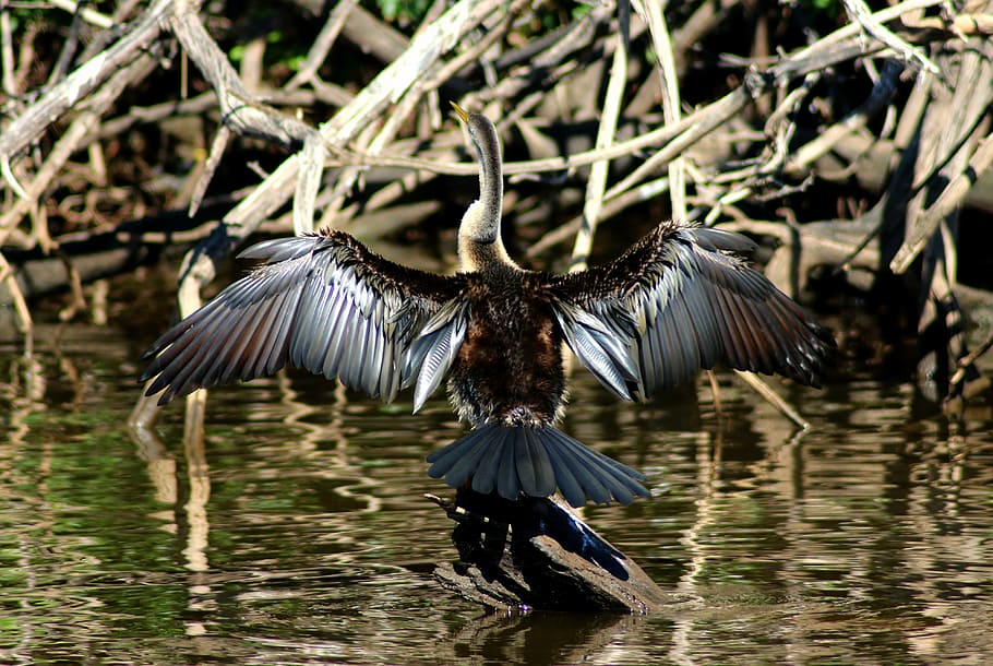 Bird, Feathers, River, Water, Shag, cormorant, wildlife, nature