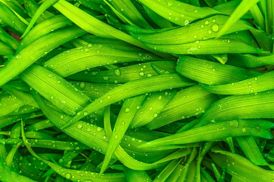 chic, glitter, beauty, green color, full frame, freshness, backgrounds HD wallpaper