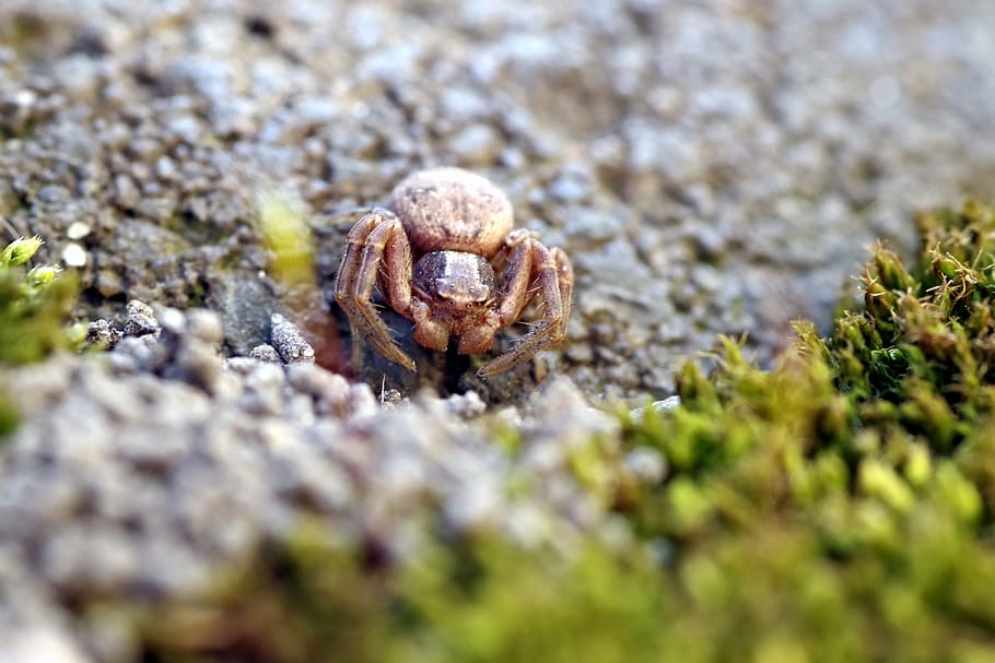Spider, Small, Insect, tiny, a small insect, arachnid, huddled, HD wallpaper