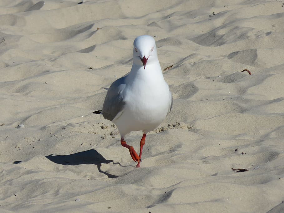 seagull, beach, bird, summer, nature, coast, sand, wildlife HD wallpaper