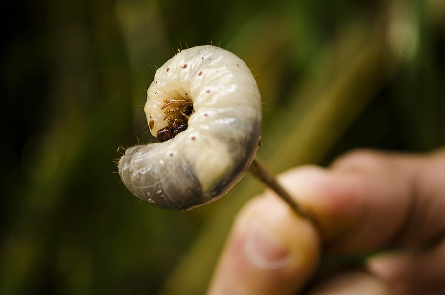 caterpillar, animals, bugs, insects, close-up, selective focus HD wallpaper