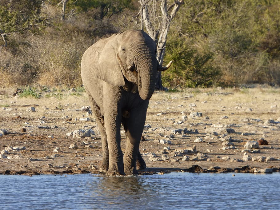wildlife, elephant, namibia, animal, animal themes, animal wildlife HD wallpaper