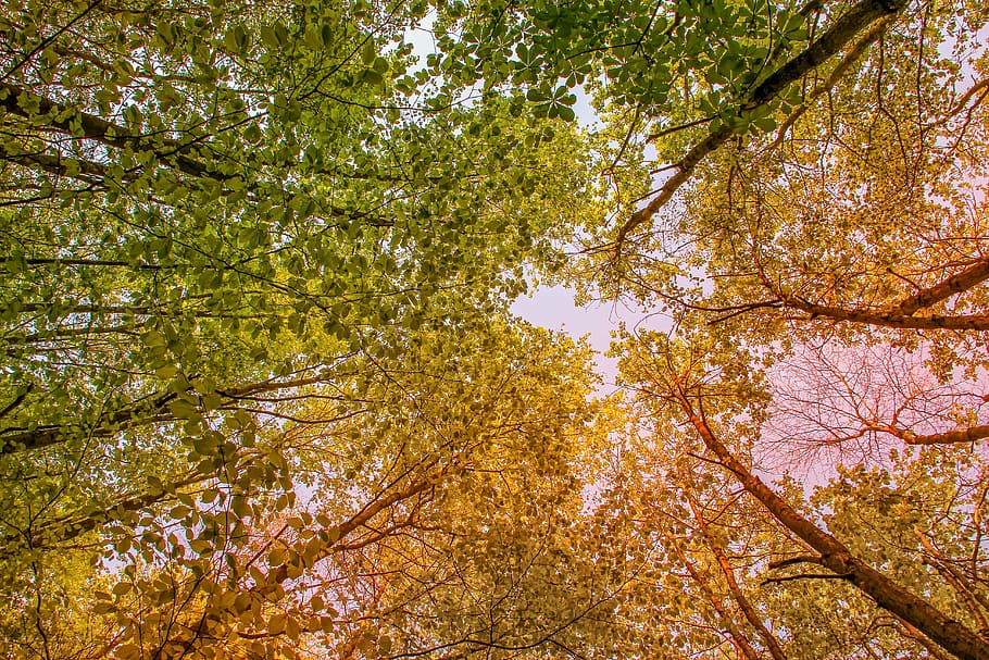 worm's eye view of trees, nature, season, spring, ground, from the bottom HD wallpaper