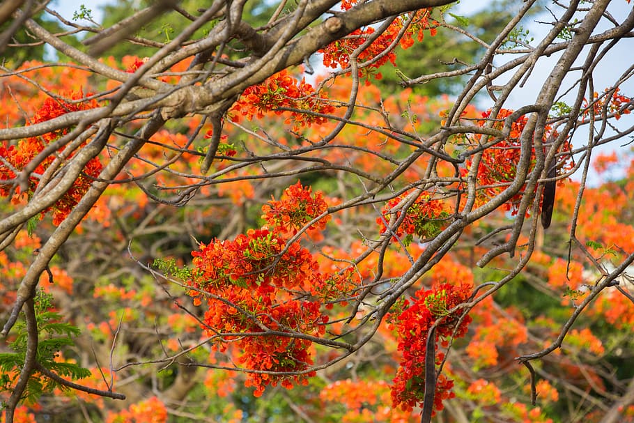 Flowering Tree, Nature, orange color, focus on foreground, no people HD wallpaper