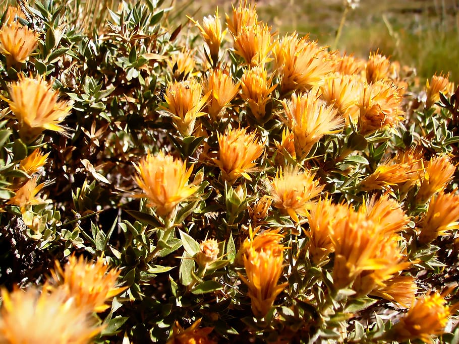 flowers, wild, spring, plants, wild flora, wild flowers, plant wildlife HD wallpaper