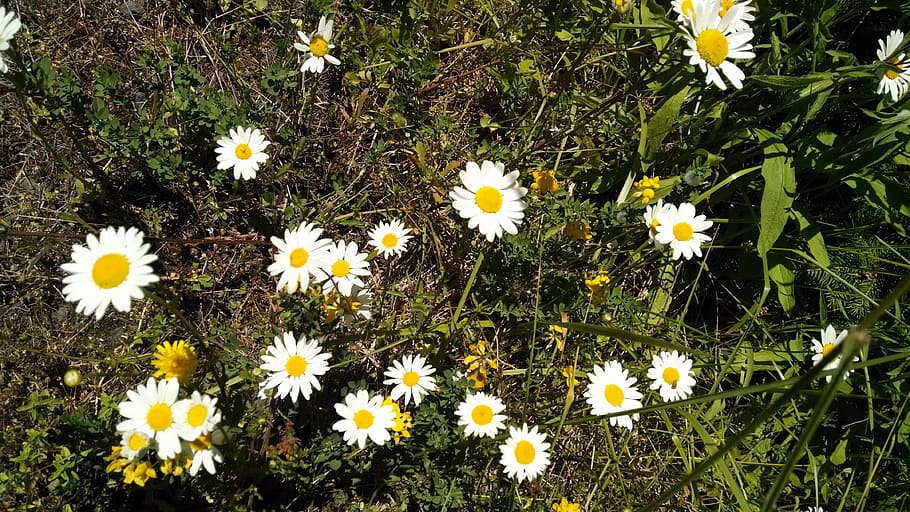 daisies, flowers, green, spring, daisy, nature, floral, blossom HD wallpaper