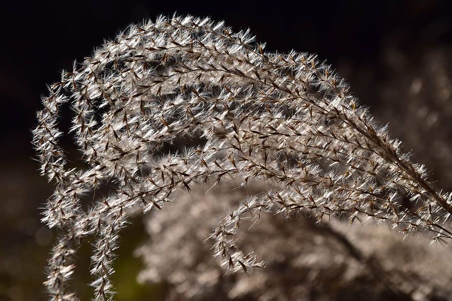 grass, grass seed, close, nature, blade of grass, plant, macro HD wallpaper