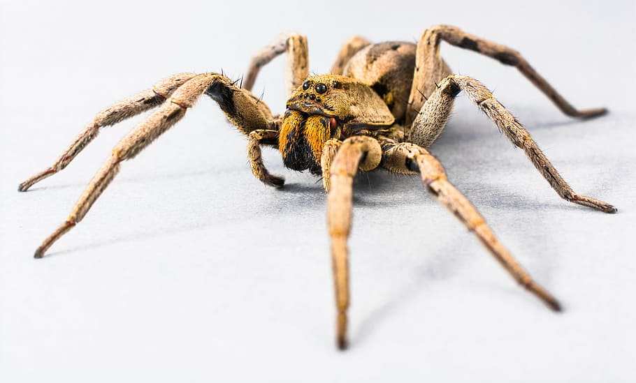 selective focus photography of brown spider, arachnid, insect HD wallpaper
