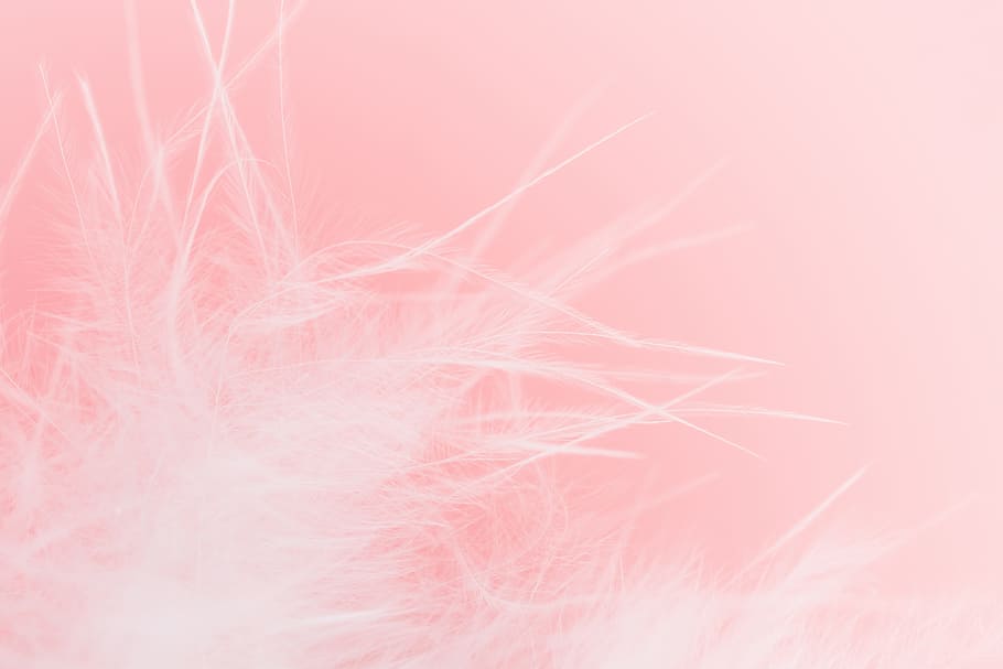 Soft Pink Feather Background Wallpaper Image For Free Download