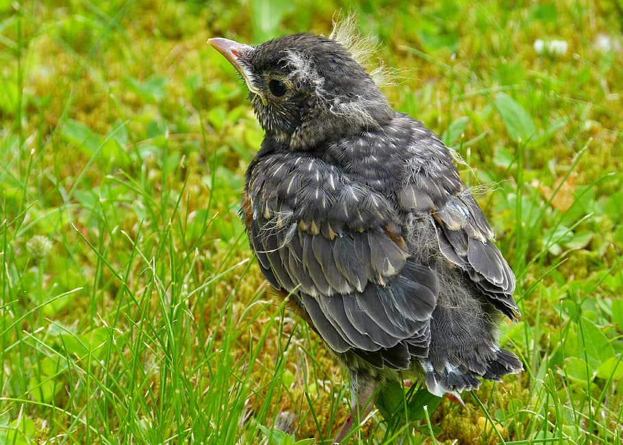 selective focus photography of fledgling American robin, red robin HD wallpaper