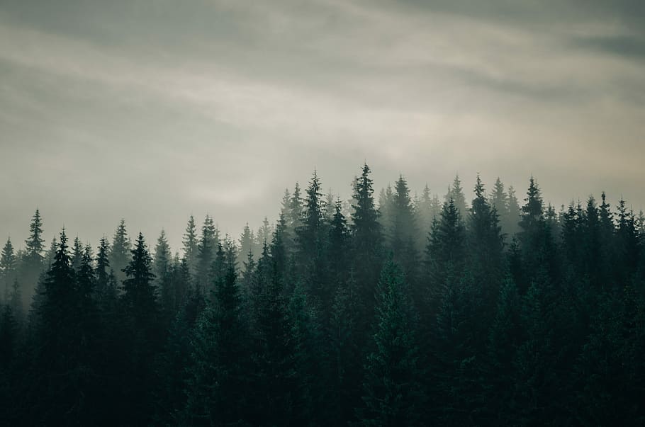 pine trees covered with fog, bird's eye view of forest with fog HD wallpaper