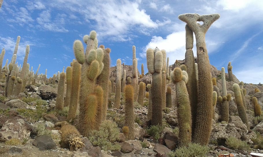 Cactus, Bolivia, Uyuni, Nature, Island, salar, incahuasi, tourism, HD wallpaper
