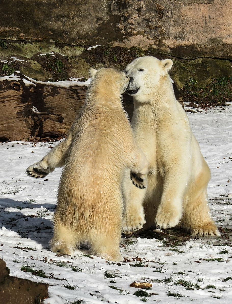 two white polar bears, play, fight, predator, young, nuremberg HD wallpaper