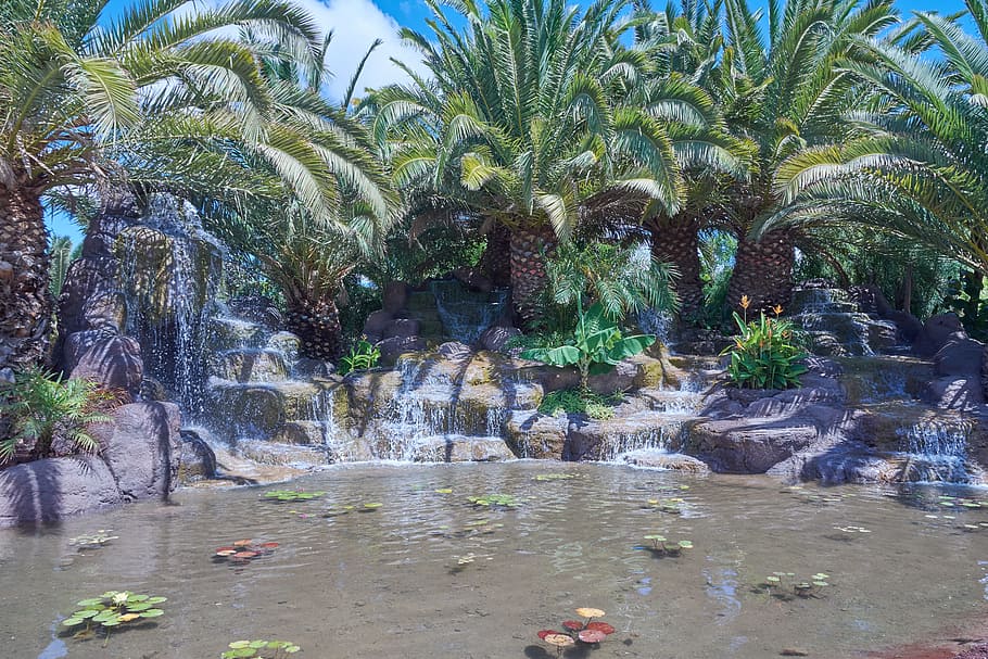 oasis, palm trees, water, canary islands, sun, sky, plant, growth