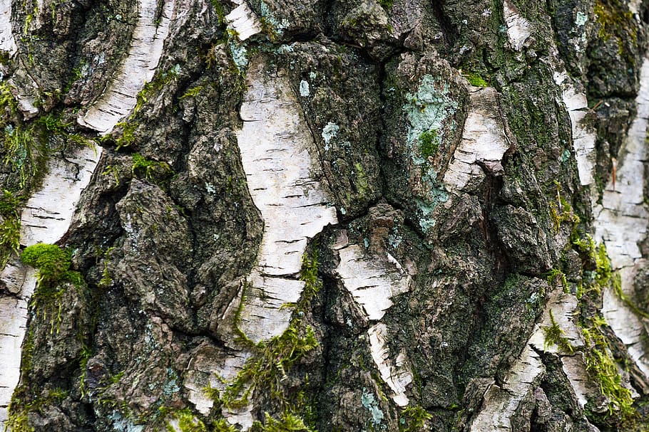tree, bark, nature, wood, pattern, structure, green, old, growth HD wallpaper