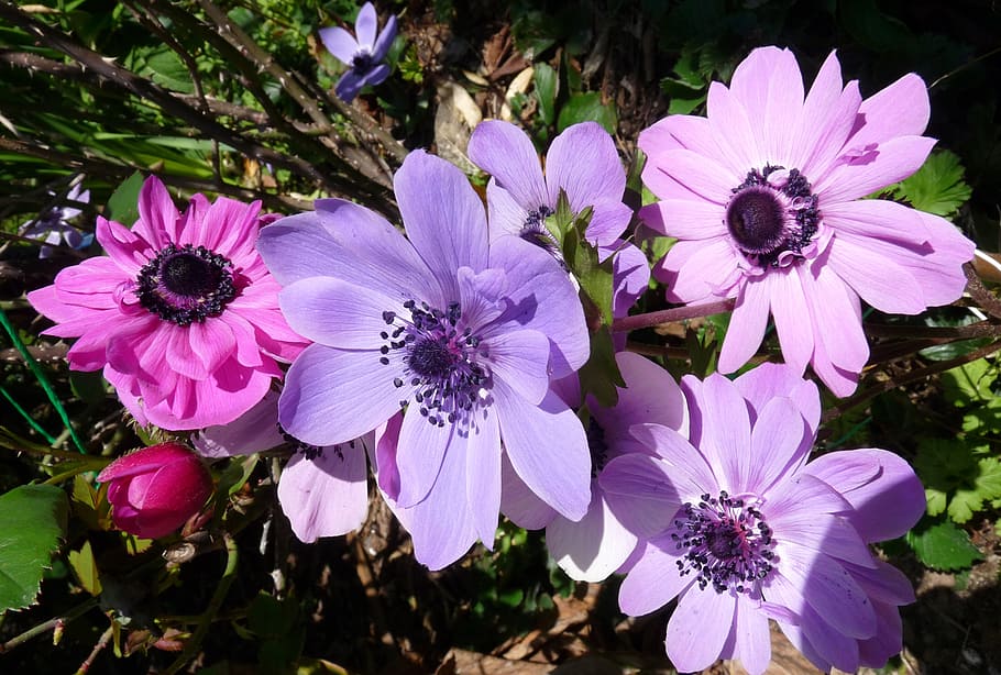 anemone, flowers, spring, nature, plant, petal, purple, summer HD wallpaper