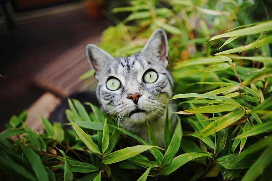 silver tabby cat on green leafed plant, gray tabby cat in green leafed plants in close-up photography HD wallpaper