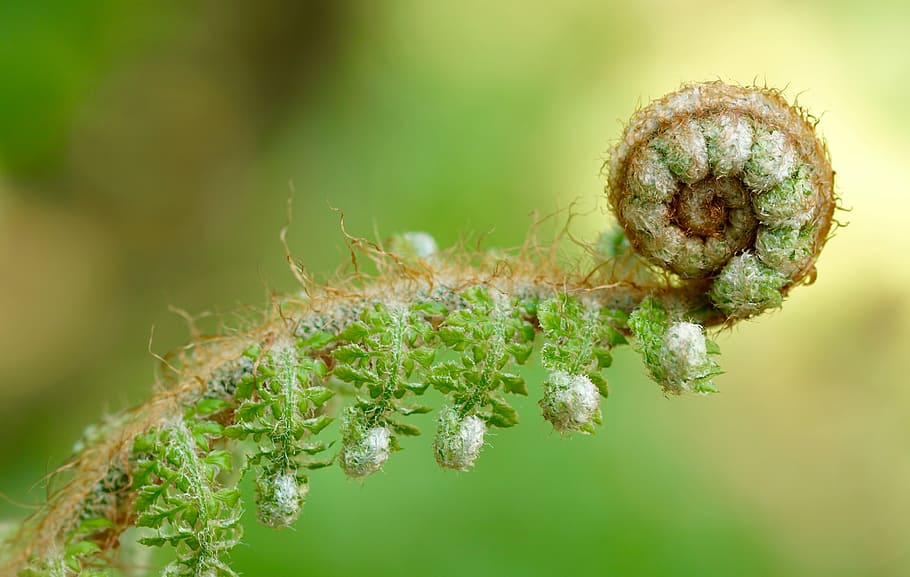 shallow focus photography of green and white plant, fern, nature, HD wallpaper