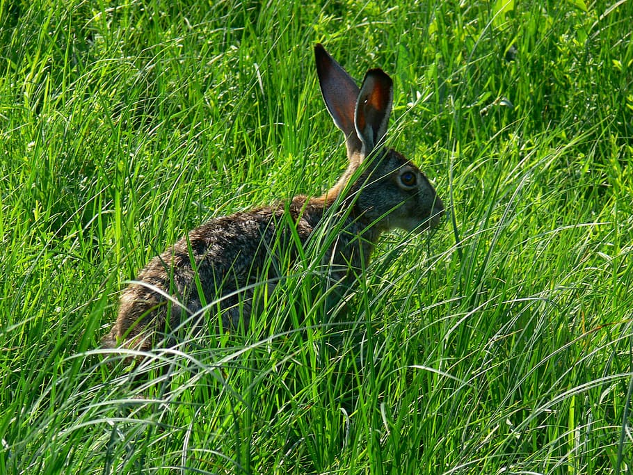 rabbit, rabbits, brown, grass, field, meadow, animal m, beast, HD wallpaper