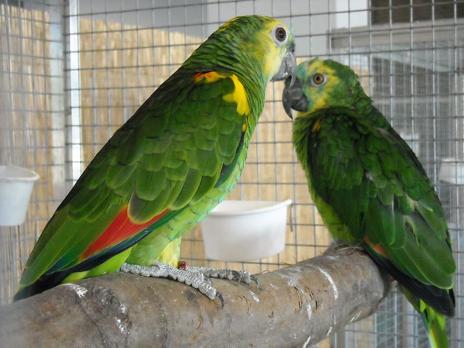 parakeets, small parrots, pets, birds, green, colorful, plumage, HD wallpaper