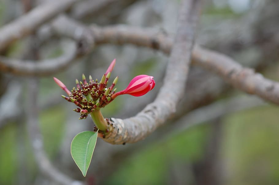 bud, flower, pink, springtime, floral, blossom, leaf, bloom HD wallpaper