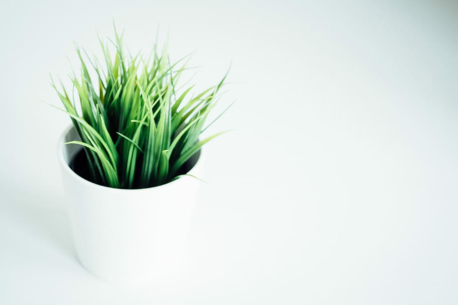 green leafed indoor plant on white vase, green plant on white pot HD wallpaper