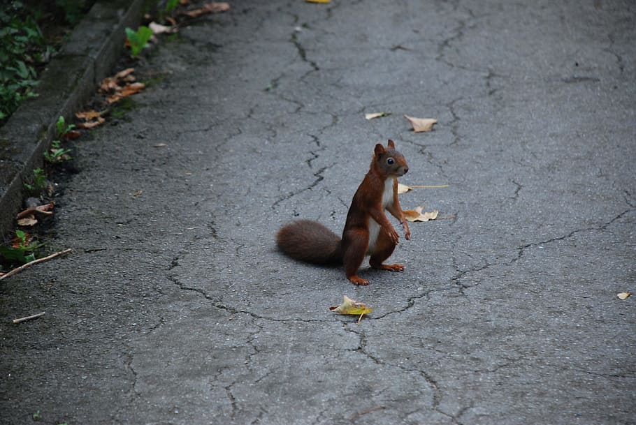squirrel, brown, wild, cute, nager, nature, rodent, climb, animal themes HD wallpaper