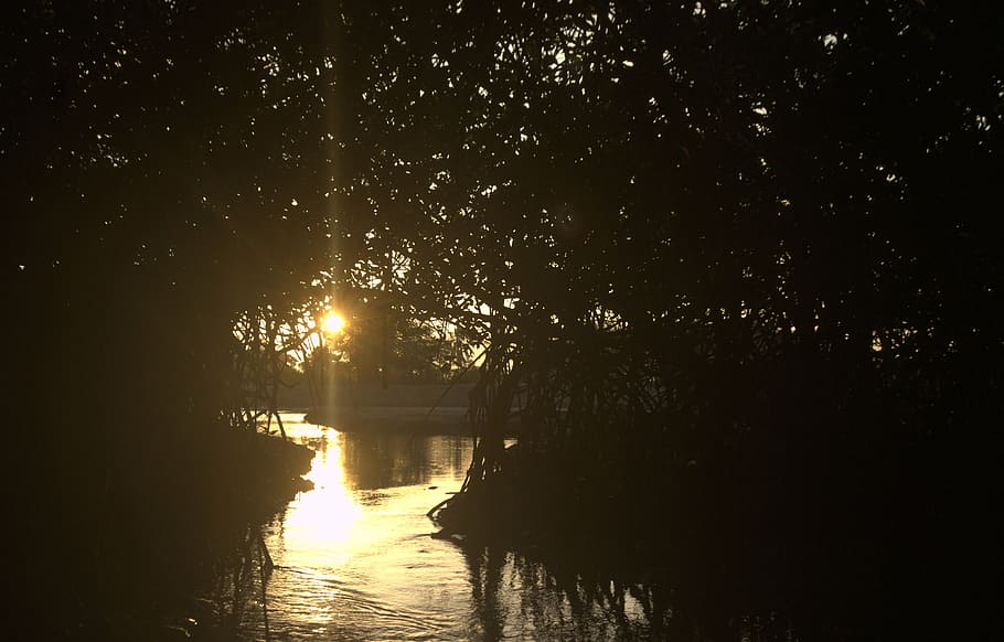 silhouette of body of water near trees at sunset, dark, sunlight HD wallpaper