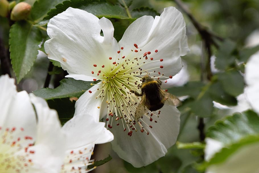 bee on flower, flowering plant, freshness, beauty in nature HD wallpaper