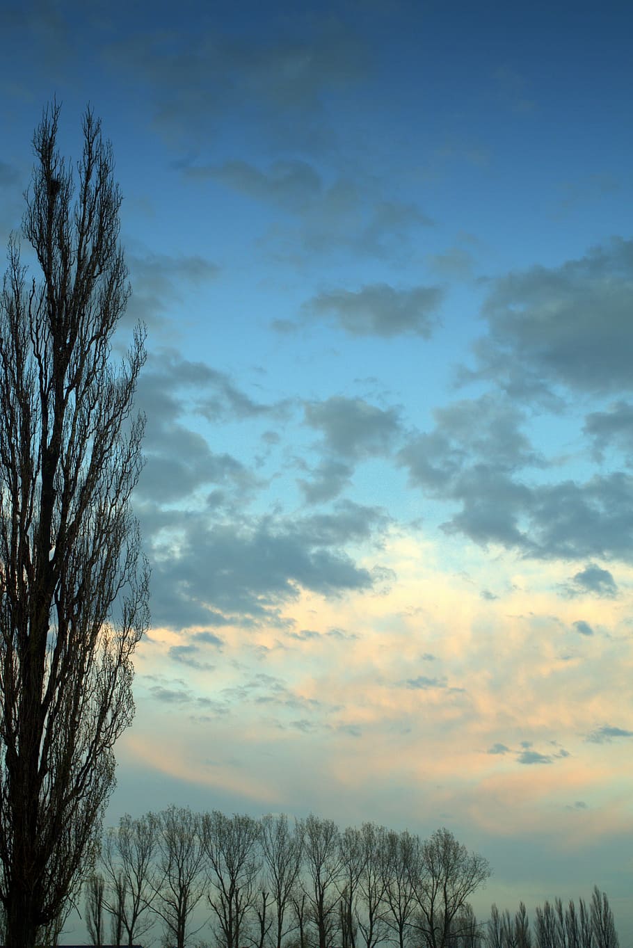 West, Poplar, Clouds, sky, blue, white, tree, evening, panorama HD wallpaper
