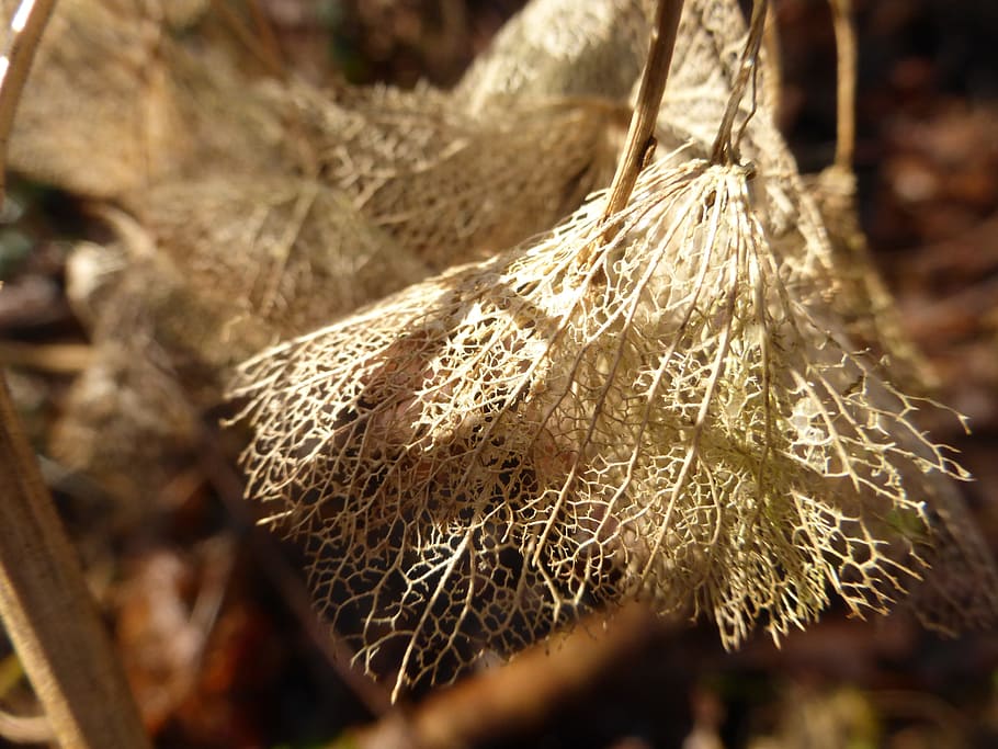 Hydrangea, Perish, Grain, Nature, autumn, generalized, close-up HD wallpaper