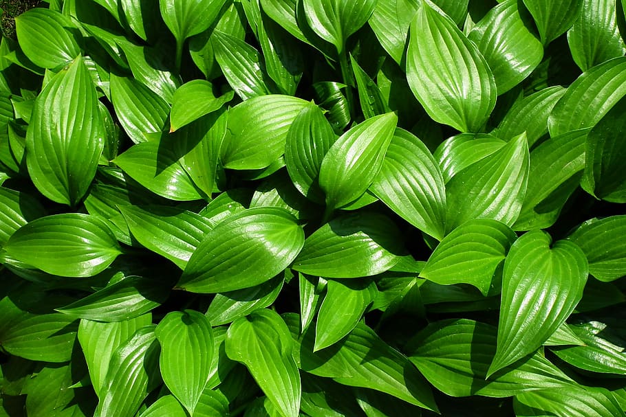leaf, hosta leaf, spring, plant, nature, garden, green color HD wallpaper