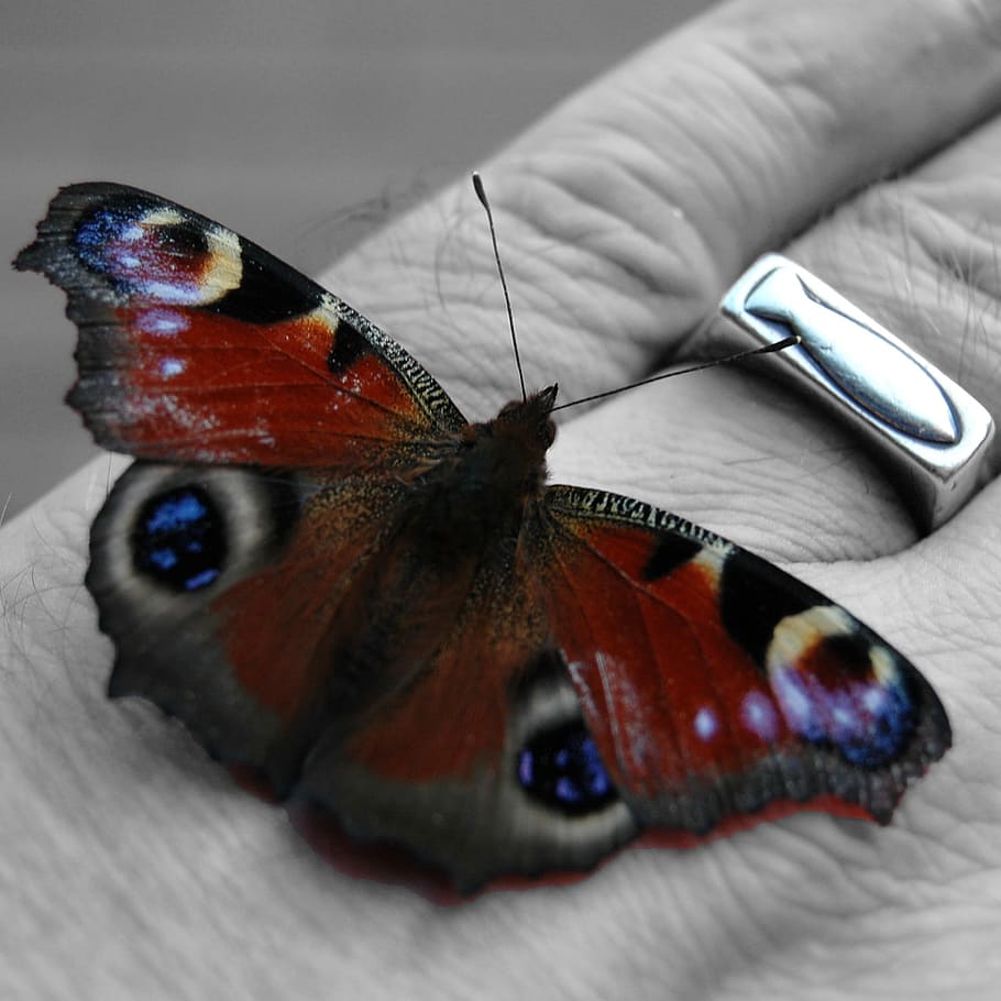 Hand, Butterfly, Fish, Insect, Wing, symbol, christian, black HD wallpaper