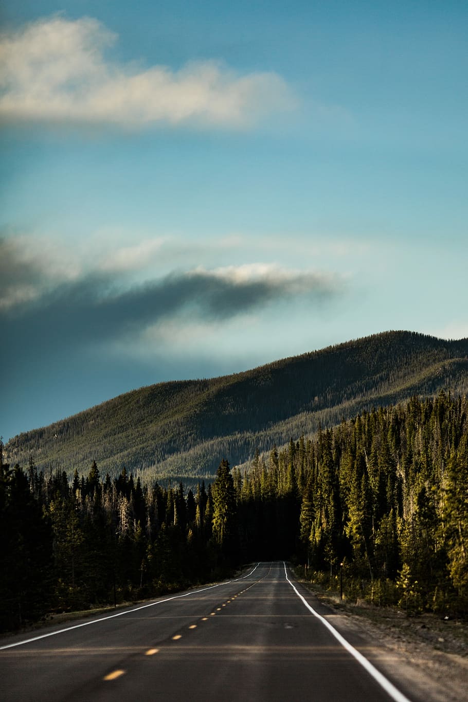 gray asphalt road surrounded by trees, road between tall green trees HD wallpaper