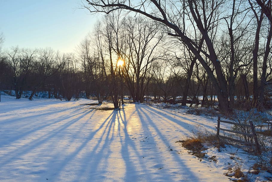 black tree during winter, snow, park, sunset, light, shadows HD wallpaper