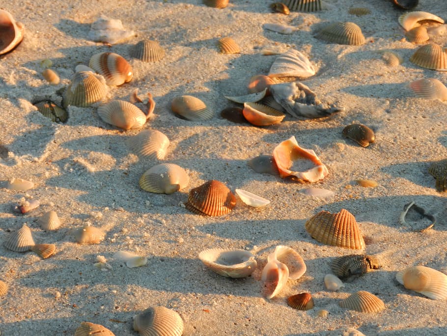 shells, beach, sand, seashell, shore, land, nature, animal wildlife HD wallpaper