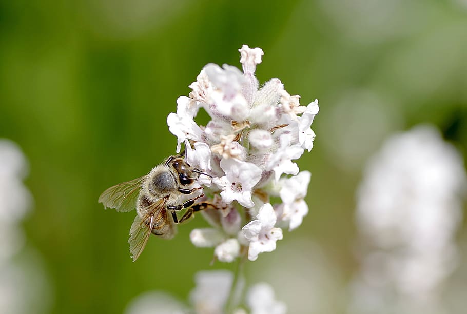 Bee, Flower, Pollinate, Nectar, Insect, honey, natural, nature HD wallpaper