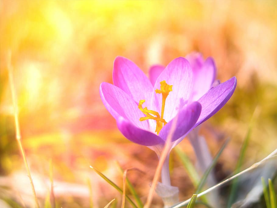 crocus, spring, nature, flower, plant, petal, flowering plant HD wallpaper