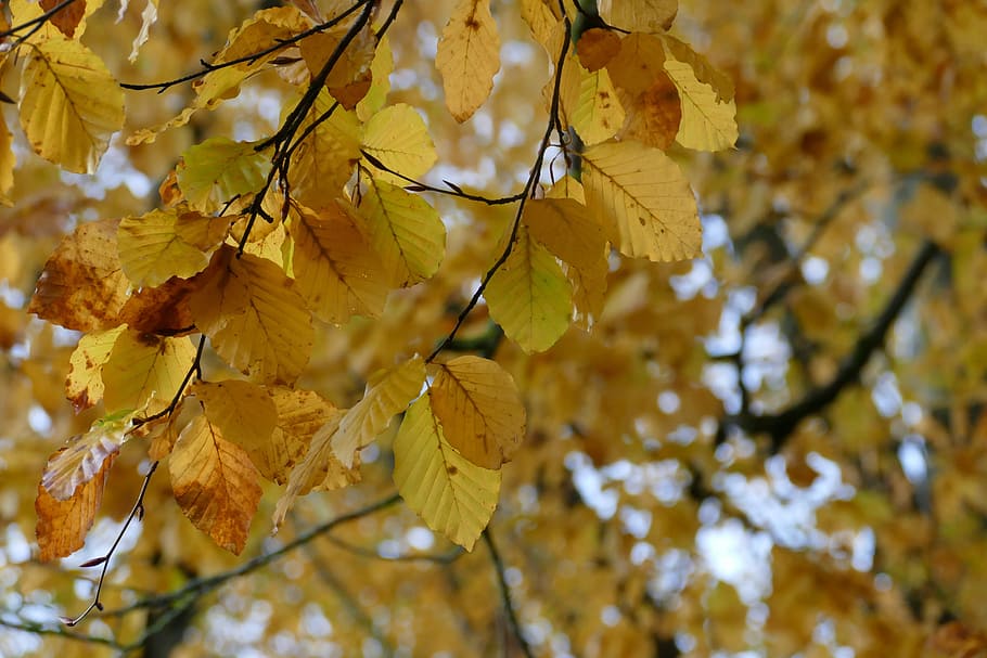 leaf, fall, tree, season, nature, branch, gold, autumn, change HD wallpaper