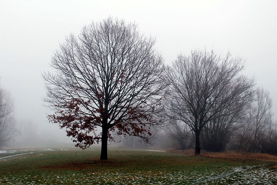 Fog, Winter, Tree, Nature, Landscape, wintry, frosty, bare tree HD wallpaper