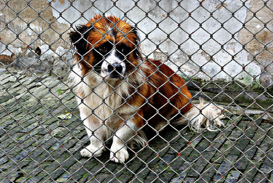 long-coated white and brown dog beside cyclone fence, animal welfare