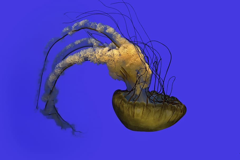beige jellyfish on blue background, Arc of The Jelyfish, underwater HD wallpaper
